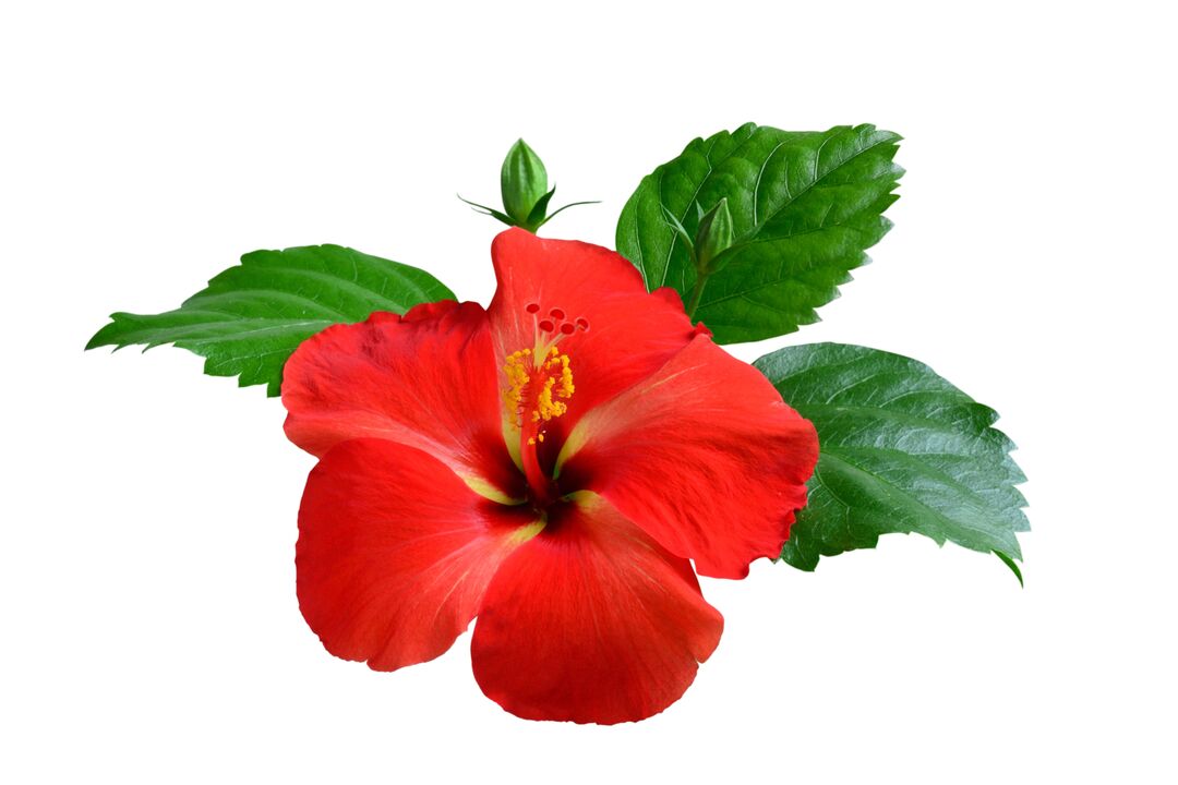 Cvet hibiskusa kot del kardiformnih kapsul